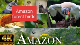Amazon Forest Birds. #subscribe #foryou