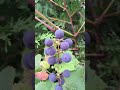 ...dojrzałe winogrono | ripe grape 🍇 #winogrona #przyroda #grape #jesień #owoce #wino #dojrzewanie
