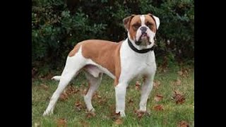 American Bulldog History And Information by Elite Dog Nation 68 views 3 years ago 2 minutes, 3 seconds