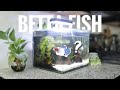 I Chose the Perfect Betta | Tank Set Up + Betta Fish Reveal