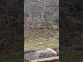 Buck coming through backyard. #shorts