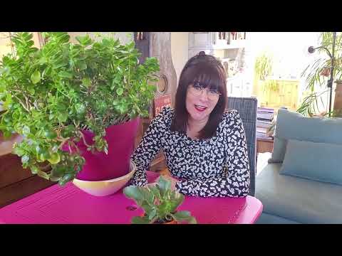 Vidéo: Flaming Katy Kalanchoe - Comment faire pousser des plantes Flaming Katy