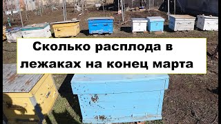 Первое расширение пчел: Не спешите рвать гнездо.