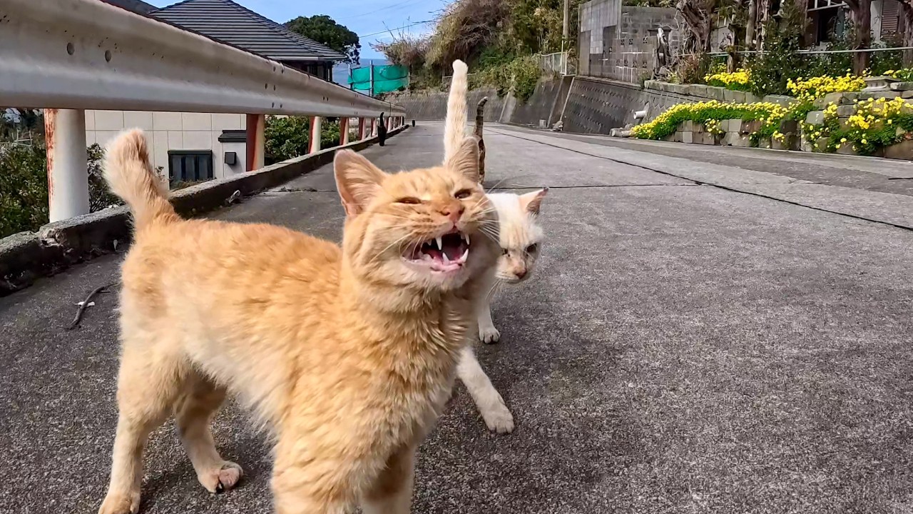 猫島で山道を歩いていると向こうから猫たちが駆け寄ってきた