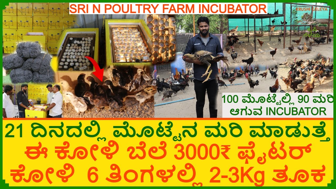 ಈ ಯಂತ್ರ 21 ದಿನದಲ್ಲಿ ಮೊಟ್ಟೆನ ಮರಿ ಮಾಡುತ್ತೆ | ಫೈಟರ್ ಕೋಳಿ ಬೆಲೆ 3000₹ 6 ತಿಂಗಳಲ್ಲಿ 2-3Kg ತೂಕ | Incubator