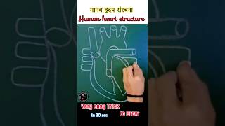 मनव हरदय क सरचन Human Heart Structure Manav Hriday