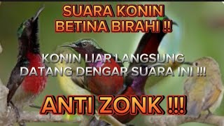 SUARA PIKAT KONIN TERBARU !! || GAK ADA YG ISTILAH ZONK..!!