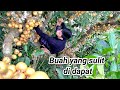 Buah hutan langka yang hanya ada di Kalimantan