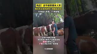 牛に無理やり水を飲ませて「かさ増し」、畜産業者5人を拘束―中国
