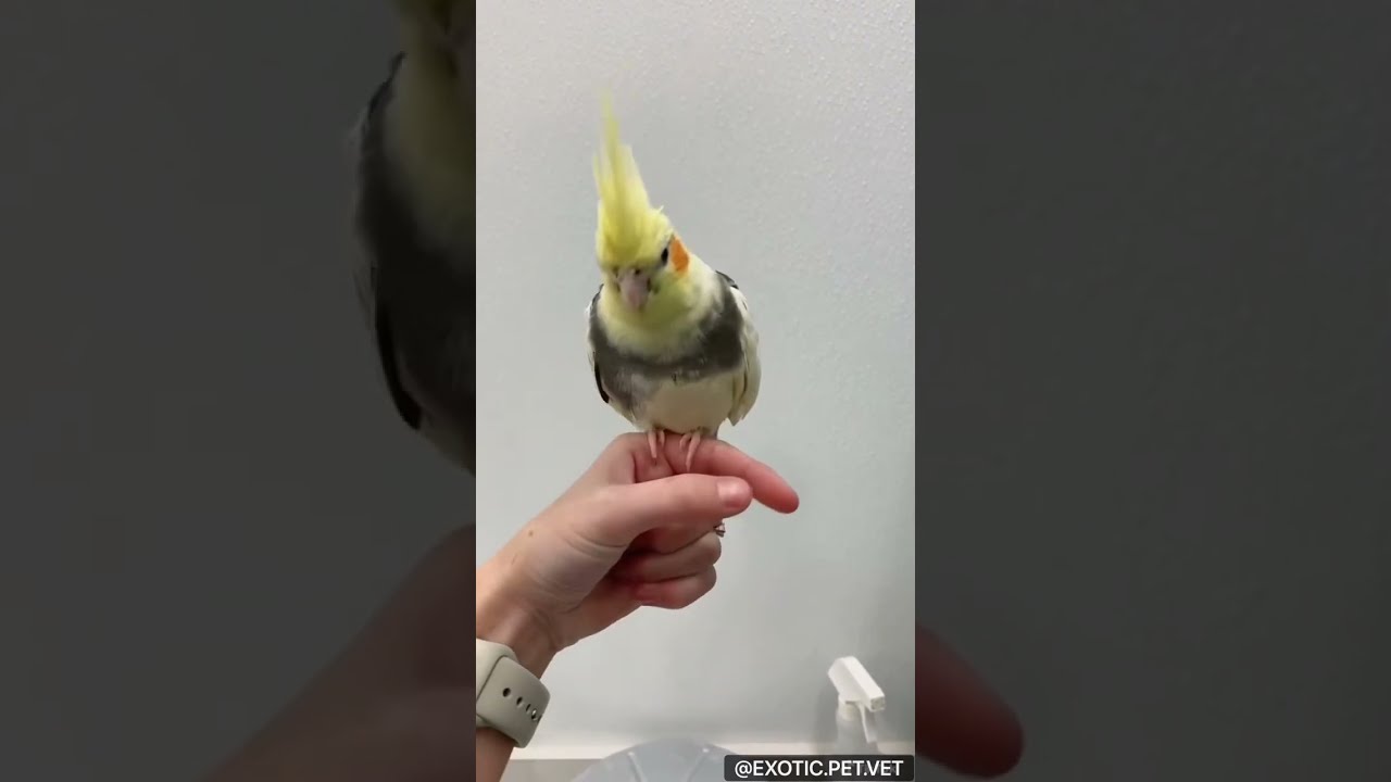 Cockatiel Facts By A Veterinarian