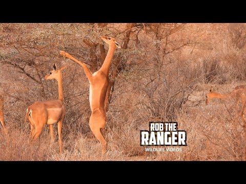 Gerenuk Herd | Buffalo Springs | Zebra Plains On Tour  @robtheranger