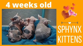 Rebel's Sphynx Kittens - 4 weeks old! by ScantilyCladSphynx 467 views 3 years ago 2 minutes, 10 seconds