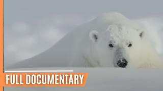 Climate Change and the Protection of Polar Bears | SPECIAL EDITION