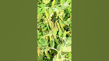 My First Vlog Matar😅| #myfirstvlogviral #myfirstvlog #shortvideo #shorts 🤓 harun 2 vlog