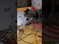 Hashtag the Cat: Keys to catch a cat! #hashtag #ytshorts #catvideos (5/23/26)