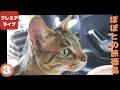 ぽぽとの旅 徳島(3)【Popo's Journey Tokushima (3)】