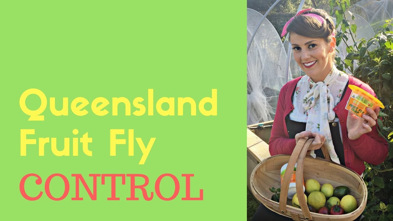 Queensland Fruit Fly Control Organically // The YouTube