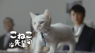 こねこ先輩が大活躍!?「営業の基本は、相手の懐に」　JAバンクCM