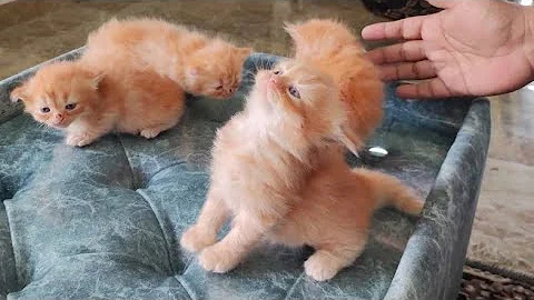 Watch the video about Exotic fishes aquarium and Persian kittens in attapur near pillar