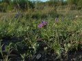 Keep Texas Wild: Edwards Plateau - Texas Parks and Wildlife [Official]