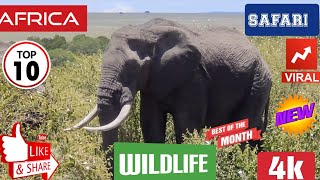 4K Wild Animals in Peaceful Nature: Relaxing Wildlife Documentary for Meditation and Stress Relief