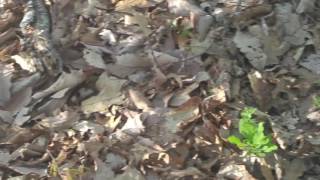 King Arthur Nobo - Another Snake