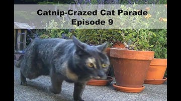 Catnip-Crazed Cat Parade Episode 9
