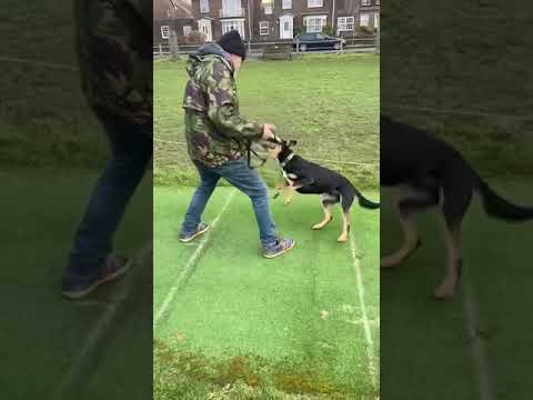 Cosmo the kelpie
