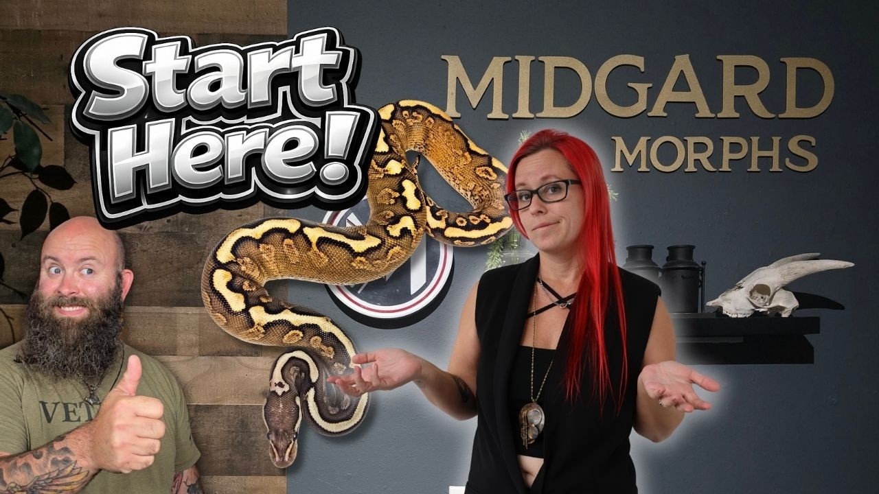How to Build a Ball Python Project That Actually Makes Sense - YouTube