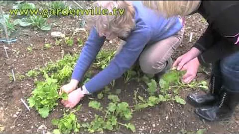 Thinning Turnips.m4v