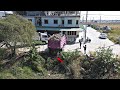 Amazing Landfilling By skill Bulldozer Komatsu push trees with 5ton Dump trucks pouring soil.