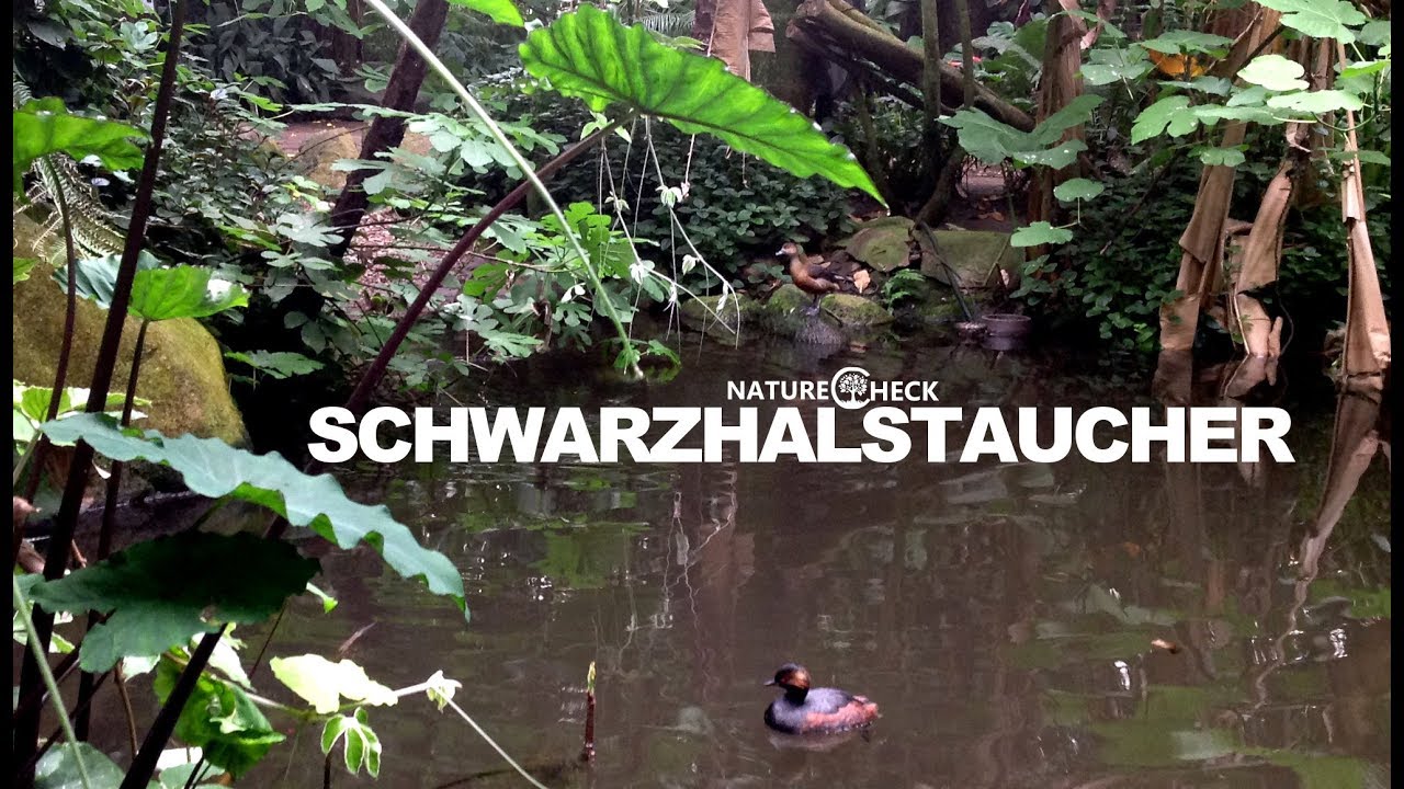 camera iphone 8 plus apk Schwarzhalstaucher