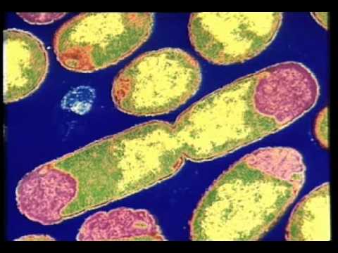 How do bacteria replicate?