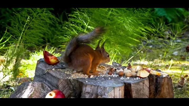 Videos for Cats to Watch - 8 Hour Birds Bonanza - Cat TV Bird Watch