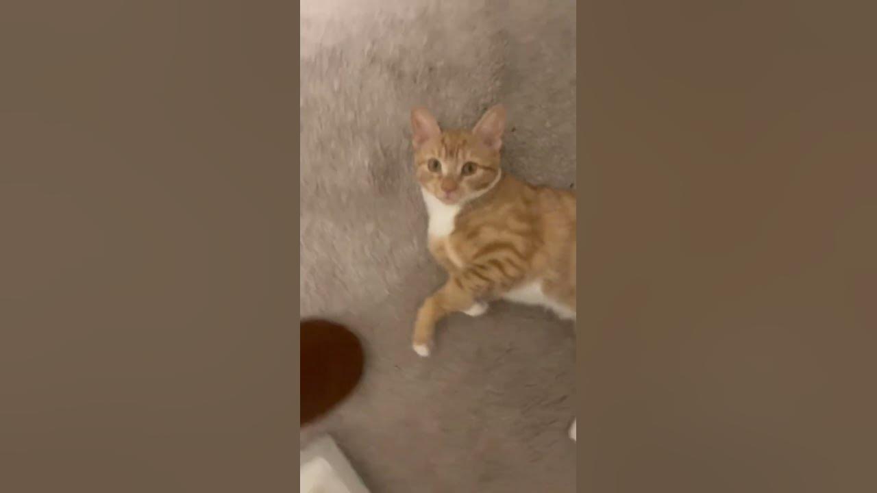 She said nyt shorts cats kitty YouTube