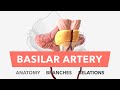 Ref:DY9O2al0Axc Basilar artery - anatomy, branches &amp; relations