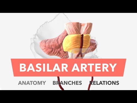 Video: Basilar Artery Anatomy, Location & Function - Kroppskart