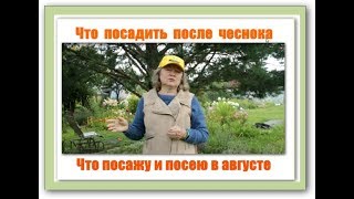 116_Что можно посадить после чеснока. Что посажу и посею в августе?