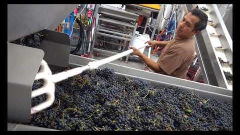 Sorting Grapes