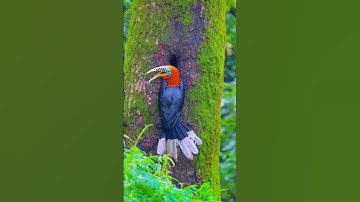 Begini sarang burung rangkong#alamindonesia #burung
