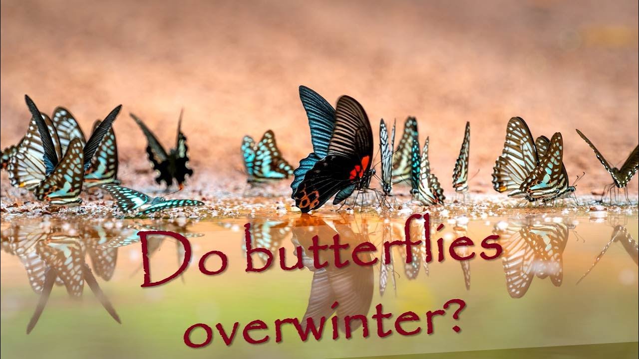 Where are all the butterflies gone? YouTube