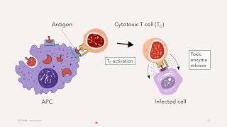 Innate and Adaptive Immunities (part 2) by Irwan's Work Channel 553 views 2 years ago 16 minutes