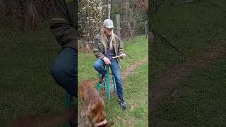 The Wolves Hunt ! / Haiku #poetry #shortsfeed #shortsviral #shortvideo #short #views #viral #poem