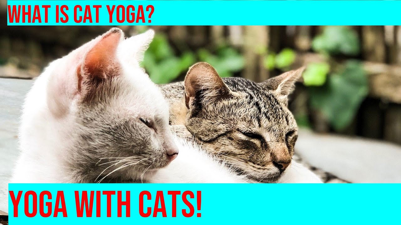 Yoga With Cats: Zen Masters Takeover Your Mat!