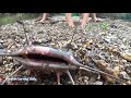 Fish attack Girl - Primitive Life Find Catfish in Secret Cracks Hole