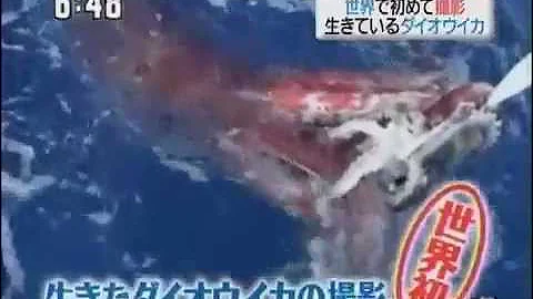 first video of a live giant squid captured