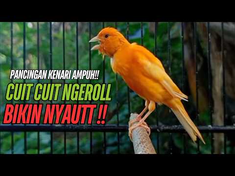 Pancingan Kenari GACOR panjang untuk Masteran Kenari PAUD \u0026 agar Kenari diam agar bunyi \u0026 gacor