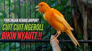 Download Lagu SUARA Kenari GACOR PANJANG Pancingan \u0026 masteran Kenari Paud AGAR gacor AMPUH Kenari MACET bunyii MP3