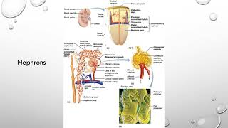 Chapter 15 The Urinary System
