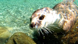When we're camping, we can swim in the river all we want in the morning! [Otter life Day 352]